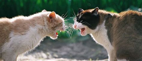 If your cat is being offensively aggressive, then they will try to look as big as possible. Cat Aggression, Aggressive Behavior towards Other Cats ...