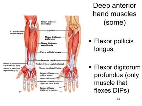 Image Result For Wrist Anatomy Forearm Muscles Wrist Anatomy Muscle