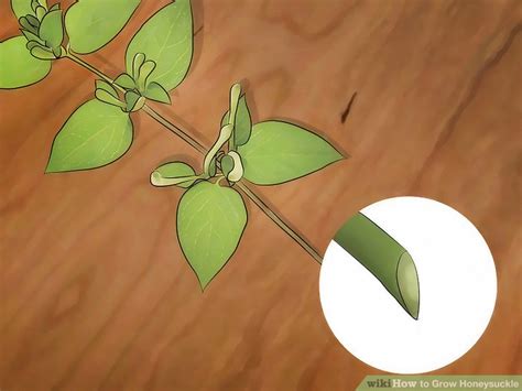 How to grow a cactus. 4 Ways to Grow Honeysuckle - wikiHow