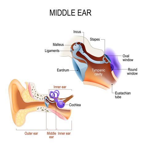 Biology The Ear Level 2 Activity For Kids Uk