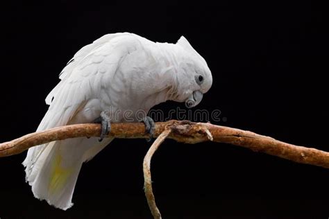 A Sad White Parrot With A Tuft Sits On A Branch Against A Dark