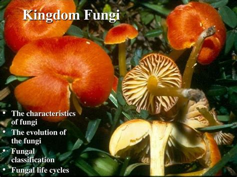 Ppt Kingdom Fungi Powerpoint Presentation Free Download Id344974