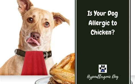 Can Dogs Be Allergic To Chicken Meal