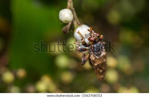 Thickheaded Fly Myopa Buccata On Hunt Stock Photo Shutterstock