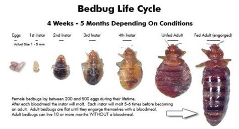 How To Get Rid Of Bed Bug Bites Quick And Easy Solutions Beds Bed