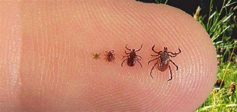 Tick And Mosquito Safety In Muskoka Huntsville Doppler