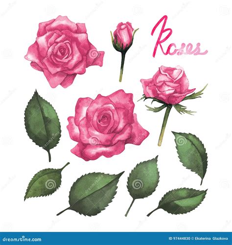 Watercolor Pink Roses Stock Illustration Illustration Of Botany 97444830
