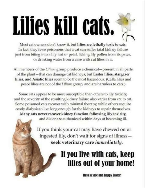 Because the irritation begins at first bite, however, the animal stops eating the plant pretty quickly, avoiding severe poisoning. Lilies Kill Cats Most Cat Owners Don't Know It but Lilies ...