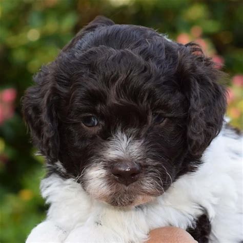 $100 mini labradoodle puppy discount for anyone who was referred by another doodle family who adopted a puppy from us. Available Puppies | Australian labradoodle, Labradoodle ...