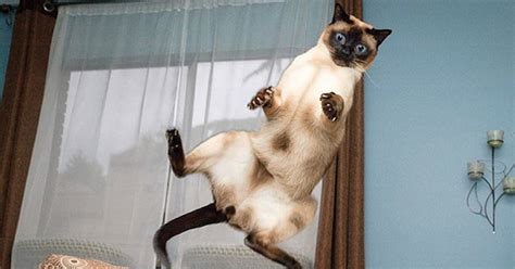 Galerie Prostě Několik Skákajících Koček Které Jsou Hodně Vtipné