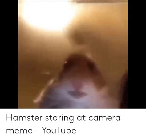Hamster Staring At Camera Meme 