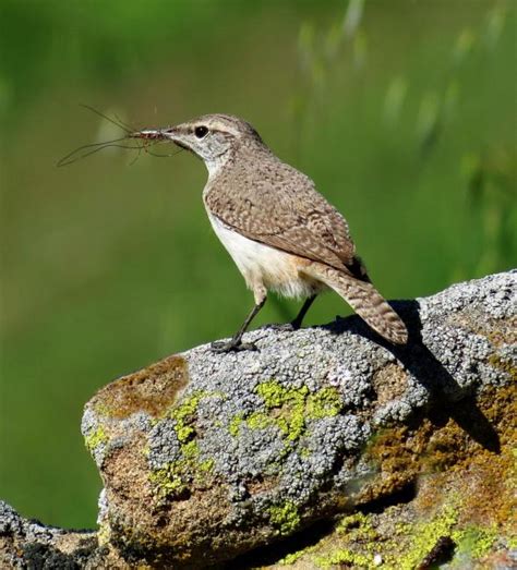 Rock Wren Lees Birdwatching Adventures Plus