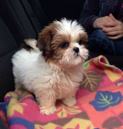 Baby Shih Tzu Newborn Lupe Warden