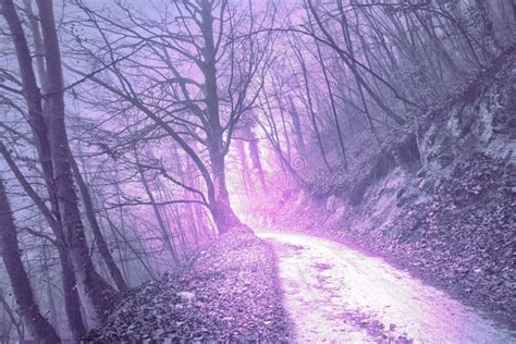 Magical Foggy Serenity Pantone Color Light Forest Stock Photos Free