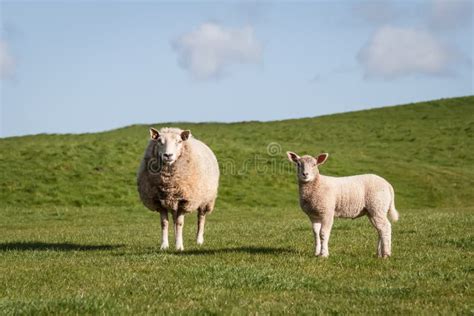 Sheep And Lamb Stock Photo Image Of Staring Natural 53774612