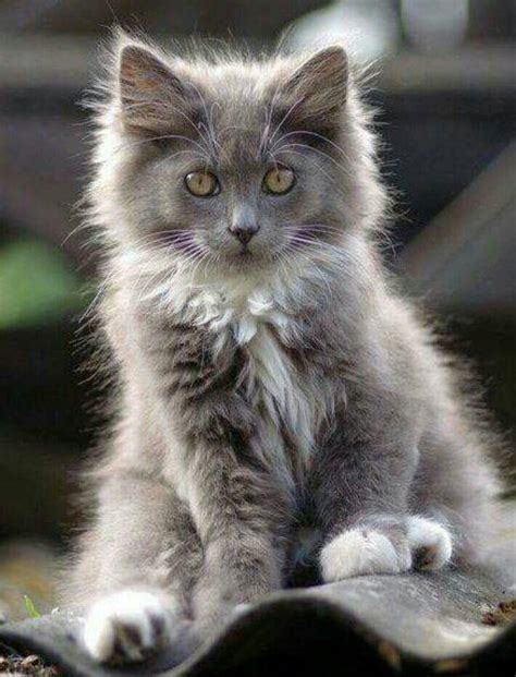 Pin By Cynthia Gipson On ~norwegian Forest Cats Pretty