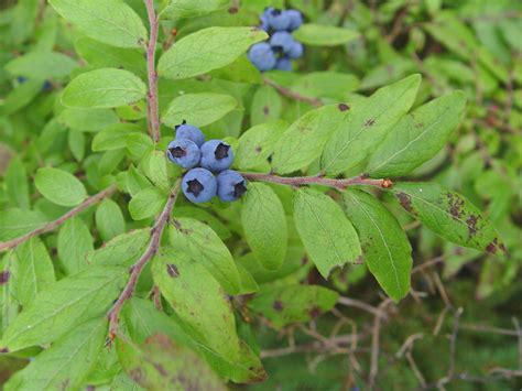 Vaccinium Myrtilloides Velvet Leaved Blueberry Go Botany