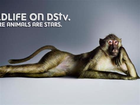 Dstv Print Advert By Ogilvy Meerkat Ads Of The World™