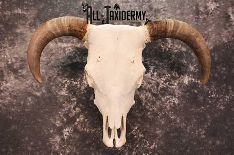 Hereford Bull Taxidermy Skull For Sale Sku 1728 All