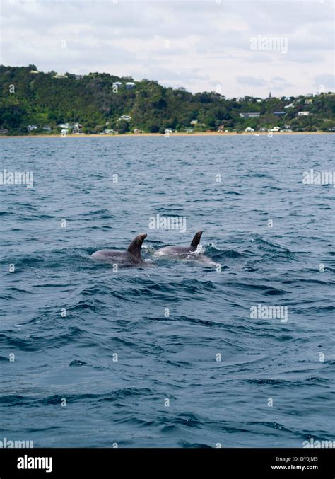 Dolphins Swim In The Bay Of Islands Northland New Zealand Stock Photo