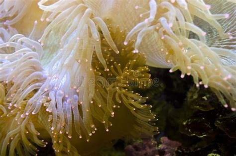 Sea Anemone Stock Photo Image Of Oral Green Tentacles 21027088