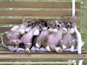 Adorable Cute Puppies Incredible Snaps