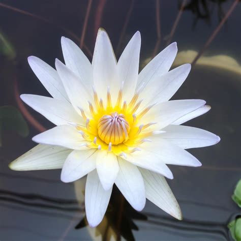 The white lotus doctrines and religious observances, particularly their incense burning ceremonies which in the popular mind came to typify them, merged with the doctrines and rituals of the maitreyan sectarians; Lotus Flower Meaning and Significance All Over the World