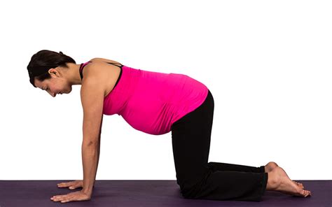 Cat Pose Ideal For Pregnant Women Practicing Prenatal Yoga The