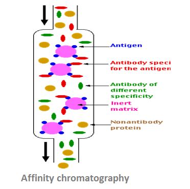 Pharma Information Zone Procedure Of Affinity Chromatography