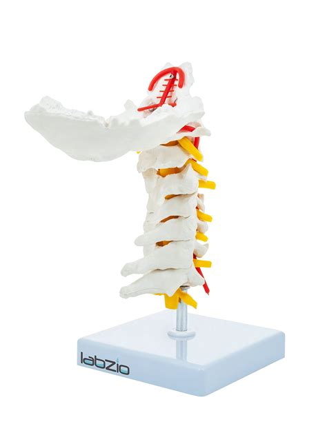 Cervical Vertebrae Occipital Bone With Spinal Cord Model The Best