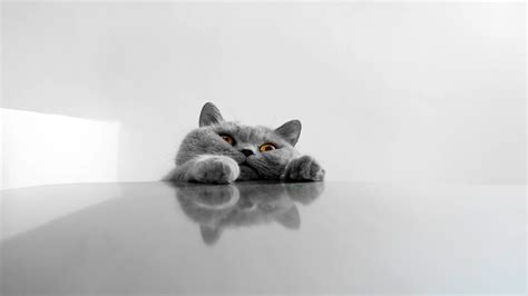 Cat Wallpaper Images