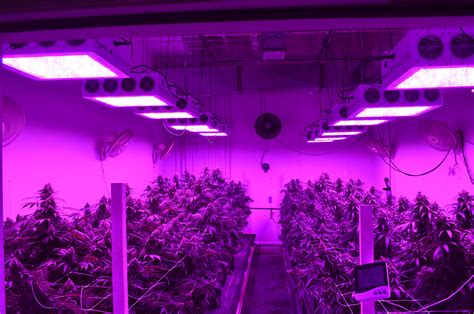 What kind of lights are used for growing weed. Nieuw in Nederland: Black Dog ledlampen - CNNBS.nl