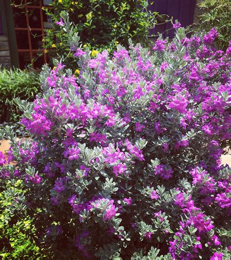 Sage Bush With Purple Flowers