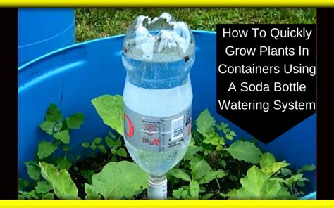 How To Quickly Grow Plants In Containers Using A Soda Bottle Watering
