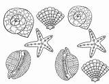 Shells Coloring Printable Pages Doodles Stevie sketch template