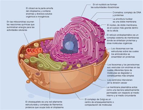 Características de la célula eucariota y sus funciones Cursos Online Web