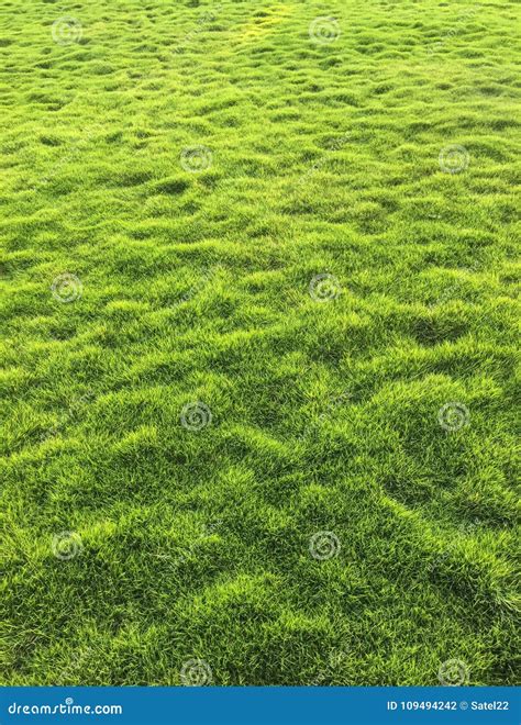 A Lush Green Lawn In The Park Stock Photo Image Of Park Angle