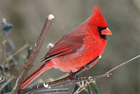Cardinal | Ohio birds, Red robin bird, Bird pictures
