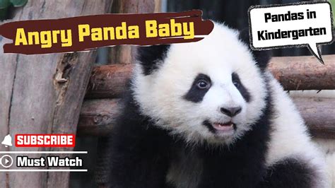 Angry Panda Baby Video Went Viral Over The Internet Ipanda Youtube