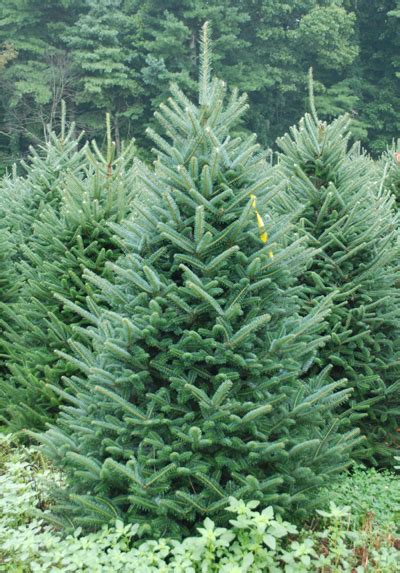 Christmas Tree Types Fraser Fir Find Out Why To Choose This Tree As