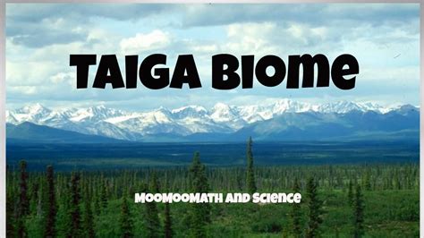 Biome, the largest geographic biotic unit, a major community of plants and animals with similar life forms and environmental conditions. Taiga Biome Facts - YouTube