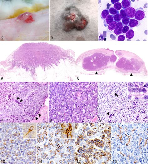 Clinical And Pathologic Study Of Feline Merkel Cell Carcinoma With