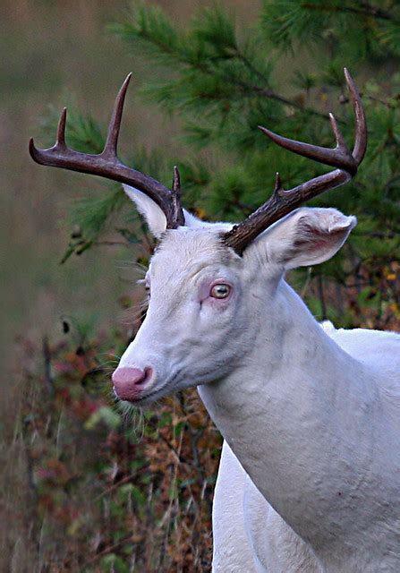 Albino Whitetail Deer Broken Ear Ghost Of The Darkness A Photo On