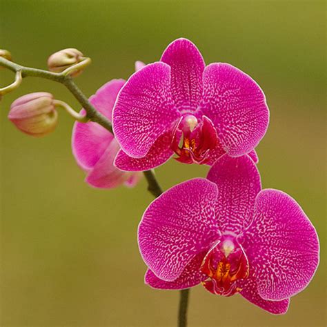 Orkids India Gardening Directory