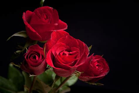 🔥 Free Download Red Roses Black Background Gallery Yopriceville High