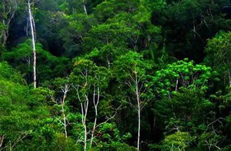 Wilayah Persebaran Bioma Hujan Tropis Gurun Dan Taiga Ilmu