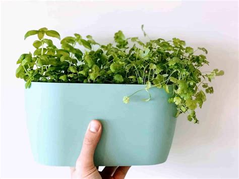 Best Tips How To Keep Herbs Alive Indoors Best Guide