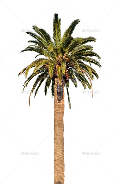 Palm Tree On White Background Stock Photo By Mkos83 Photodune