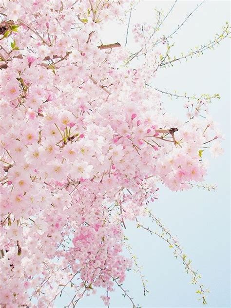 Pink Cherry Blossom Wallpaper Aesthetic Mural Wall