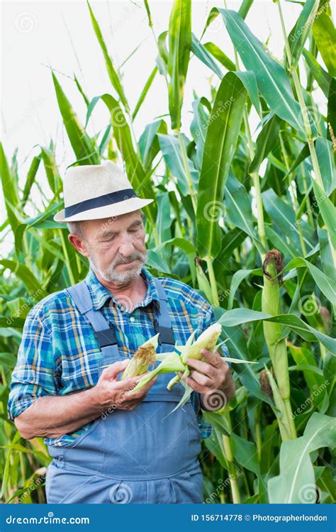 Senior Farmer Standing While Examining Corn Plant Growing In Field